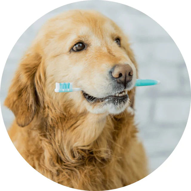 Dental